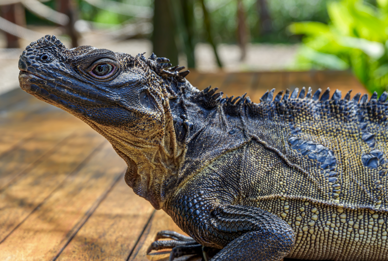  Philippine Sailfin Lizard showing off its blue pigmentation